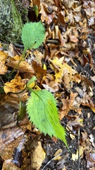 Solidago flexicaulis