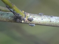 Tuberolachnus salignus