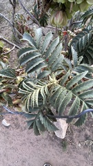 Melianthus comosus