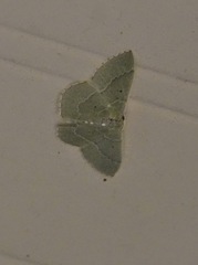 Nemoria lixaria