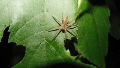 Dolomedes sulfureus