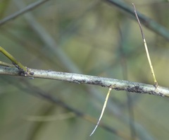 Tuberolachnus salignus