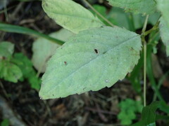 Podosphaera balsaminae