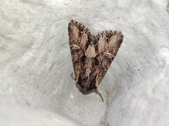 Mniotype occidentalis