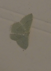 Nemoria lixaria