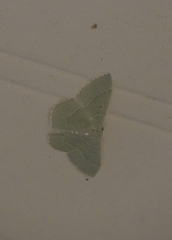 Nemoria lixaria