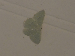 Nemoria lixaria