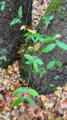 Euonymus americanus