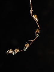 Zonamegilla