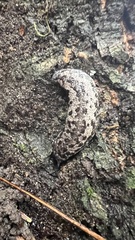 Megapallifera mutabilis