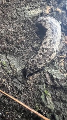 Megapallifera mutabilis