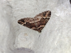 Catarhoe basochesiata