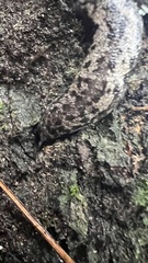 Megapallifera mutabilis