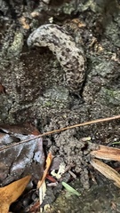 Megapallifera mutabilis