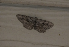 Cymatophora approximaria