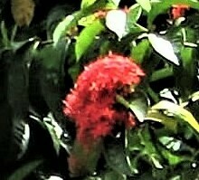 Ixora coccinea