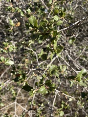 Quercus berberidifolia