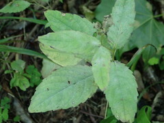 Podosphaera balsaminae