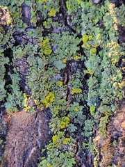 Xanthomendoza fallax