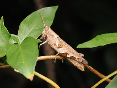 Xenocatantops brachycerus