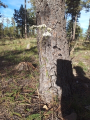 Achillea millefolium