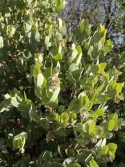 Arctostaphylos glauca