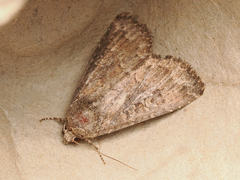 Condica illecta