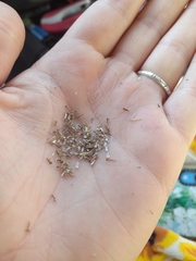 Achillea millefolium