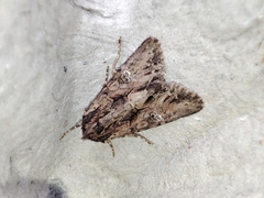 Mniotype occidentalis