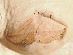 Ugia purpurea
