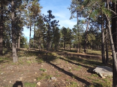 Achillea millefolium