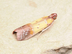 Piesmopoda semilutea