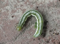 Trichoplusia ni