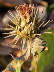 Arctium