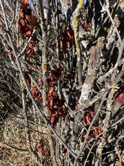 Toxicodendron diversilobum