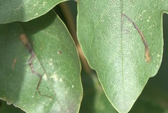 Stigmella