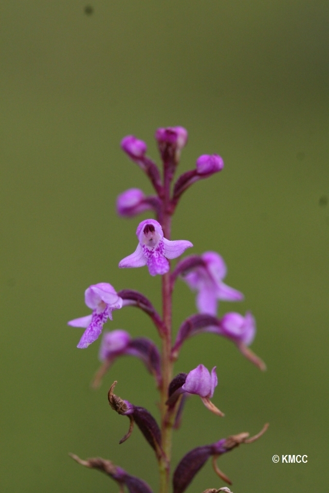 Cynorkis graminea