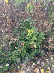Buxus