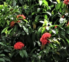 Ixora coccinea