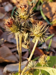 Arctium