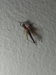 Homoeoxipha lycoides
