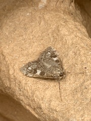 Udea olivalis