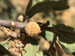 Disholcaspis simulata