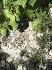 Vipera ammodytes