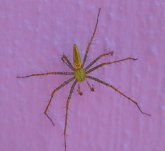 Peucetia viridans