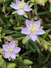 Spergularia rubra
