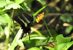 Heraclides hectorides