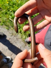 Anguis colchica