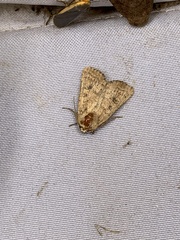 Hoplodrina octogenaria