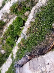 Nyholmiella obtusifolia